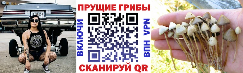 Псилоцибиновые грибы GOLDEN TEACHER  где купить наркотик  Камешково 